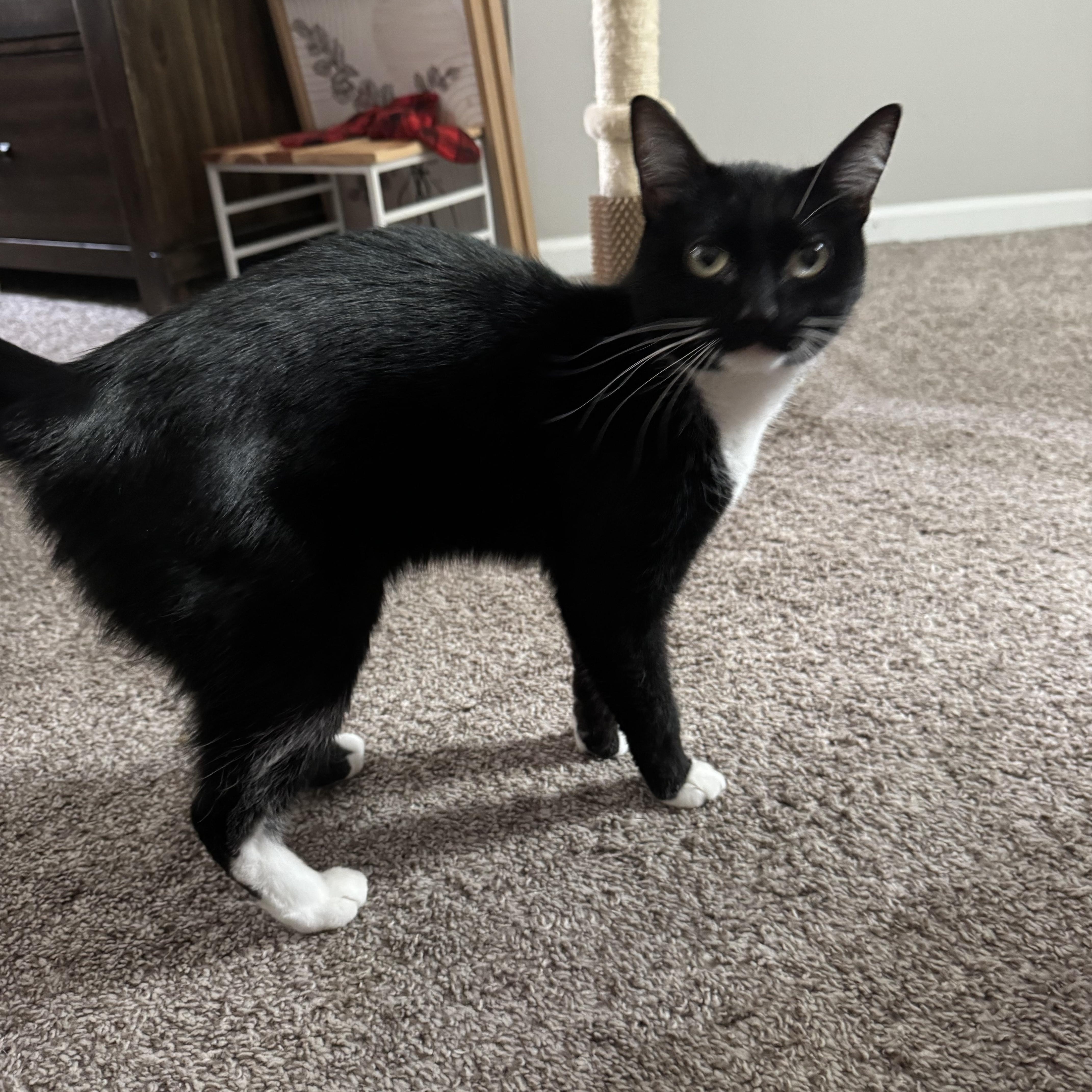 Enlarge Blossom , a ADOPTABLE Domestic Short Hair in Joliet, IL image 2/4