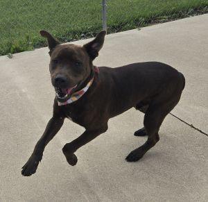 Enlarge Hershey, a Adoptable Pit Bull Terrier in Bucyrus, OH image 3/5