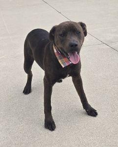 Enlarge Hershey, a Adoptable Pit Bull Terrier in Bucyrus, OH image 2/5