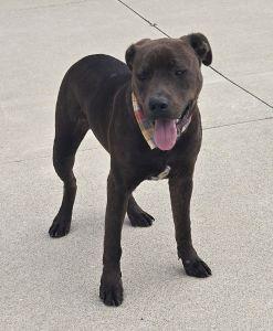 Enlarge Hershey, a Adoptable Pit Bull Terrier in Bucyrus, OH image 4/5
