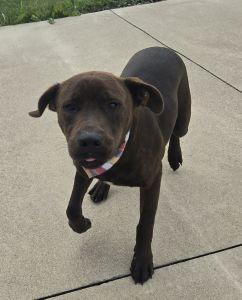 Enlarge Hershey, a Adoptable Pit Bull Terrier in Bucyrus, OH image 5/5
