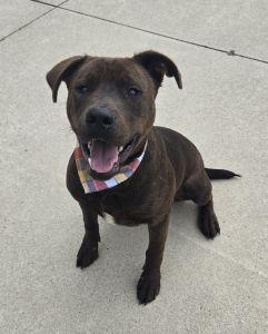 Hershey, Adoptable, Young Male Pit Bull Terrier.