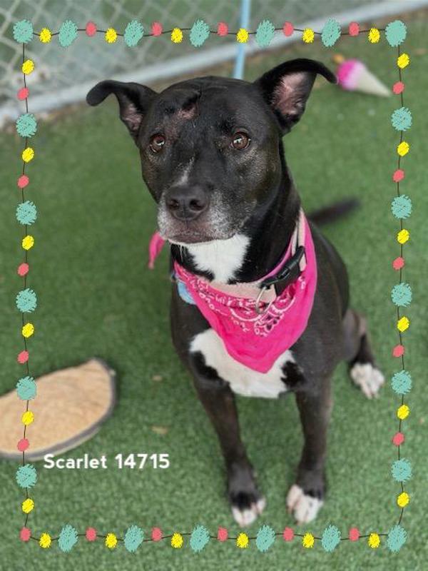 Scarlet (803), Adoptable, Adult Female Hound & Pit Bull Terrier.