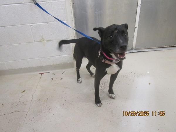 Scarlet (803), a Adoptable mixed breed in Marietta, GA image 2/2