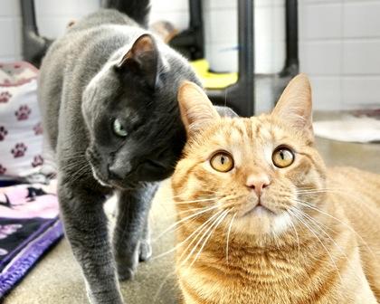 Ava, Adoptable, Adult Female Domestic Short Hair.