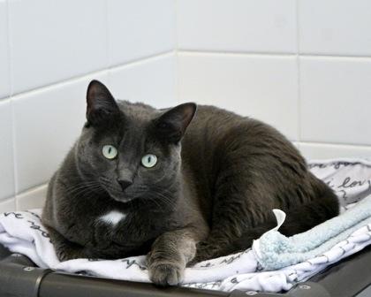 Ava, a Adoptable mixed breed in West Seneca, NY image 2/3