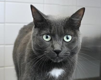 Ava, a Adoptable mixed breed in West Seneca, NY image 3/3