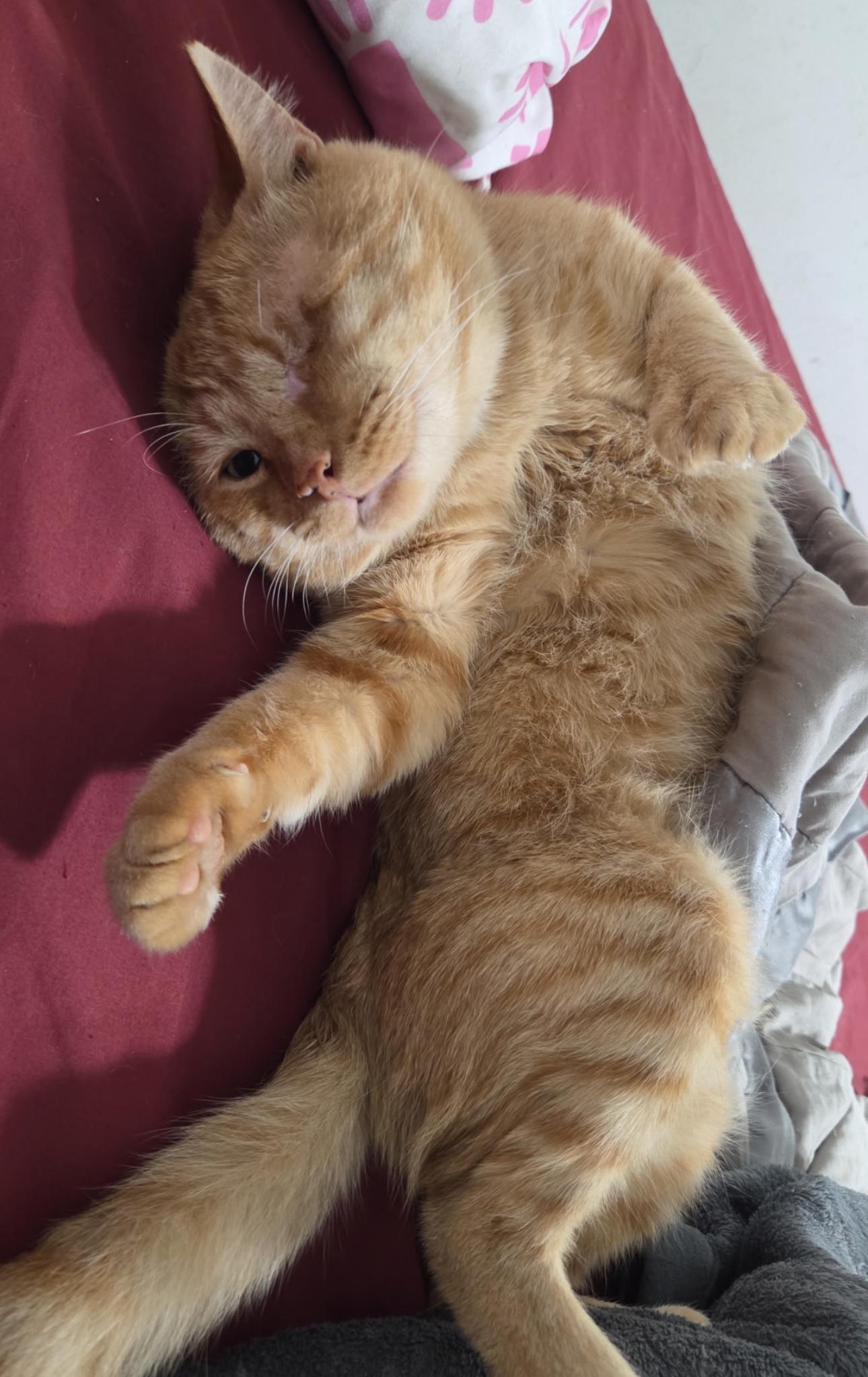 Timothy, Adoptable, Senior Male Domestic Short Hair.