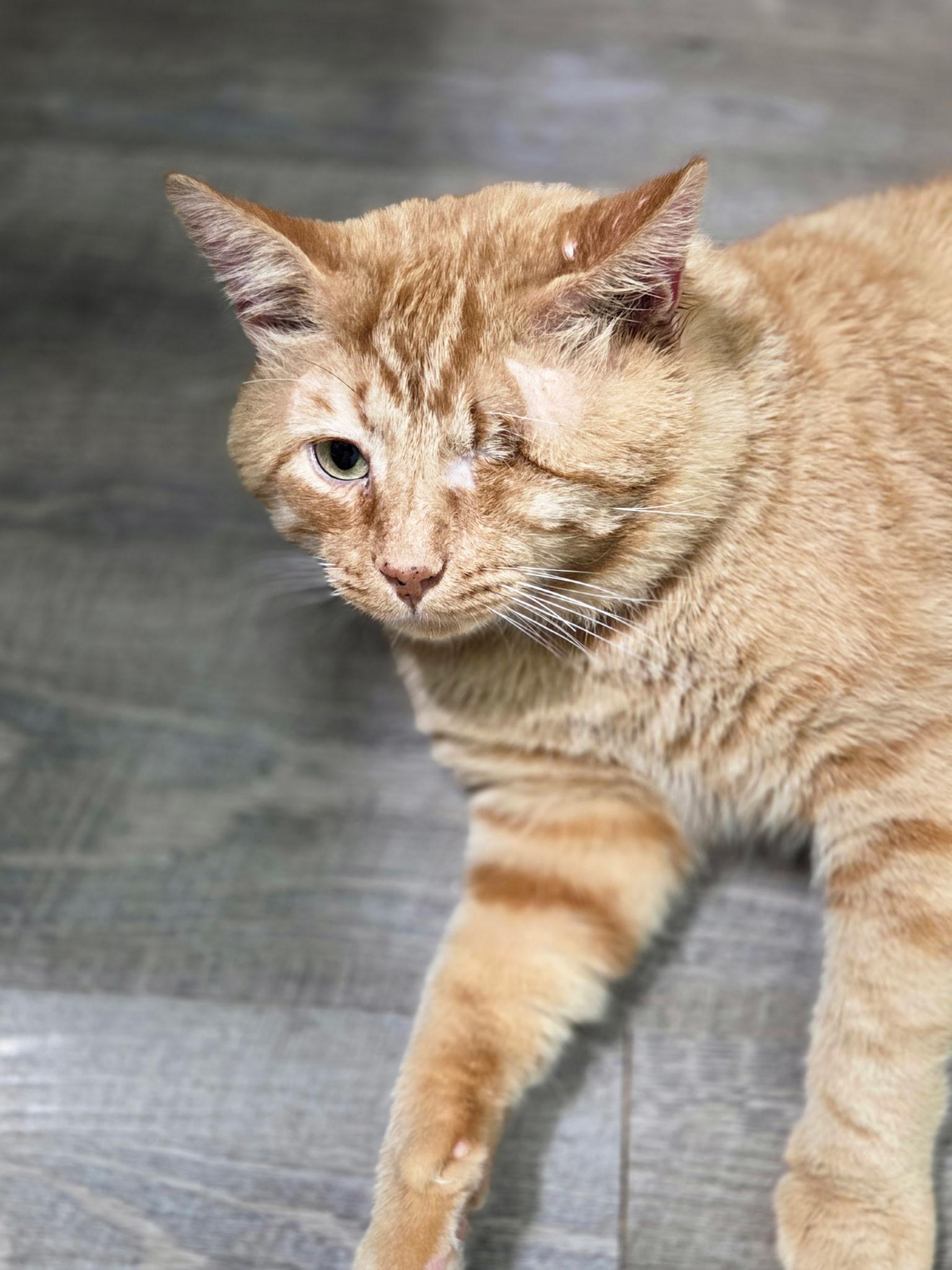 Timothy, a Adoptable Domestic Short Hair in Monticello, IN image 2/4