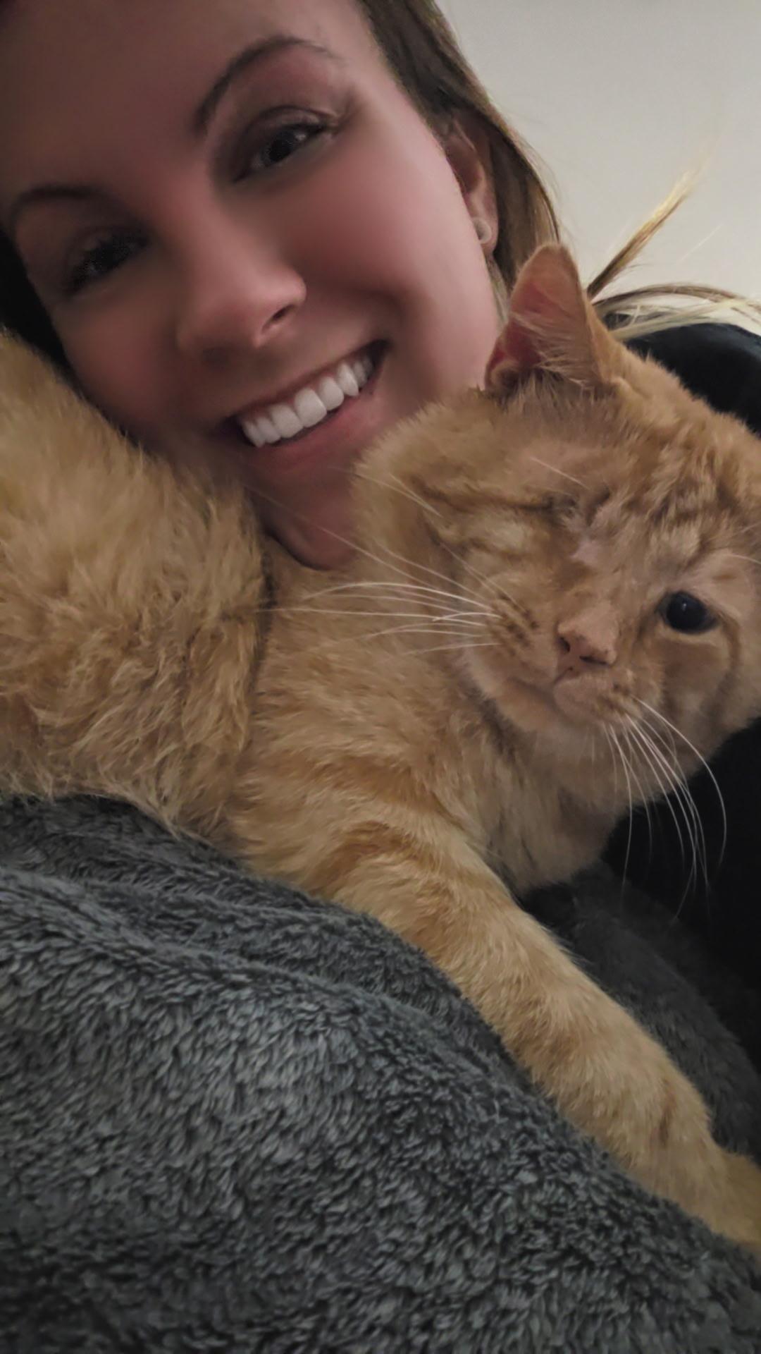 Timothy, a Adoptable Domestic Short Hair in Monticello, IN image 3/4