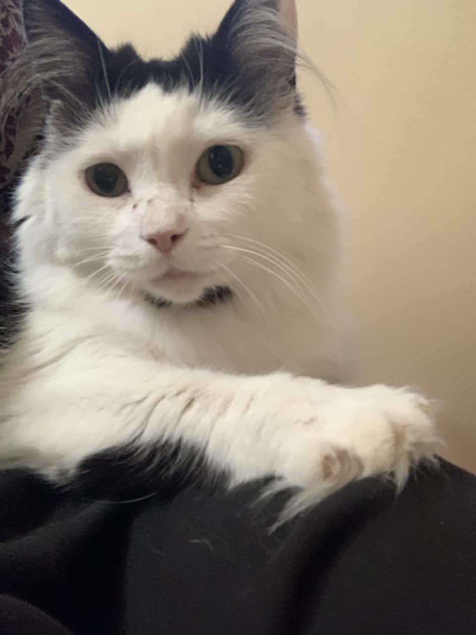 Rain, a Adoptable Domestic Long Hair in Shakespeare, ON image 5/6