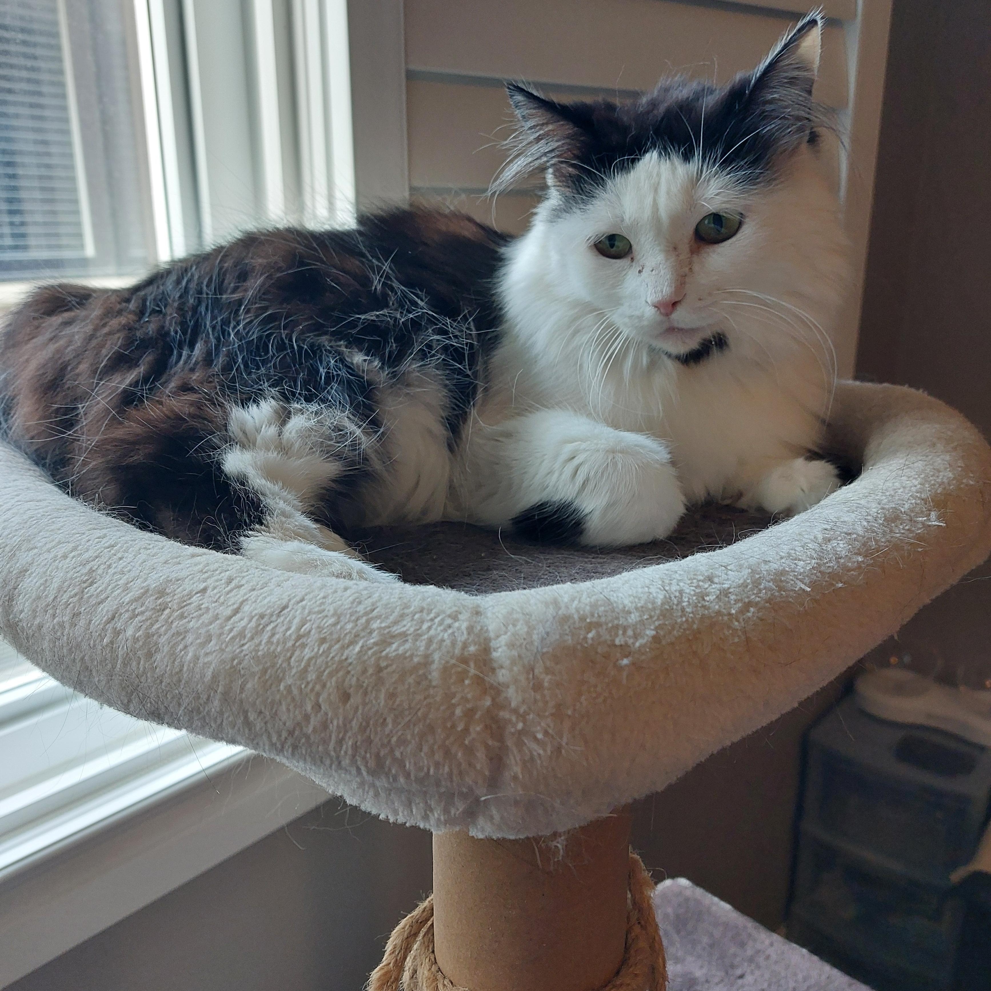 Rain, Adoptable, Adult Female Domestic Long Hair.