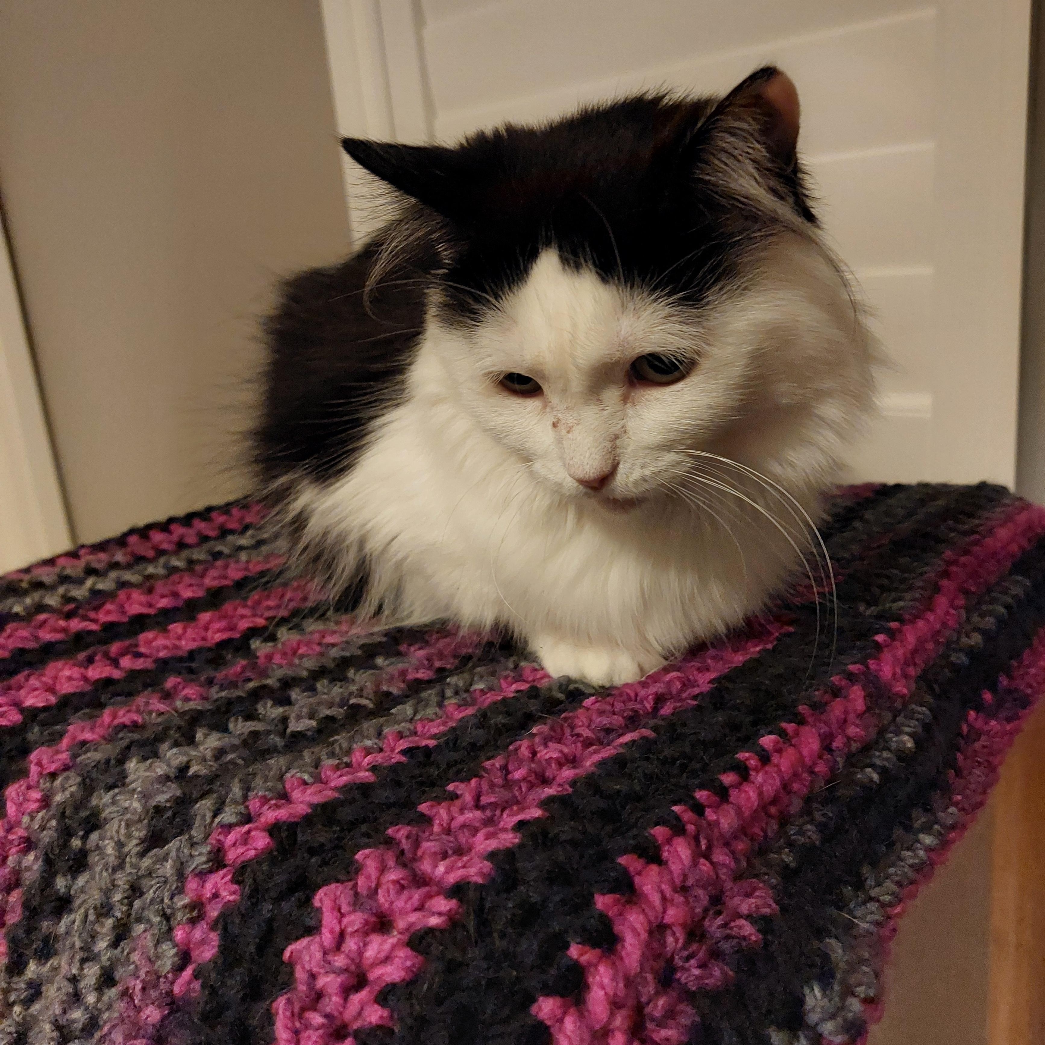 Rain, a Adoptable Domestic Long Hair in Shakespeare, ON image 4/6