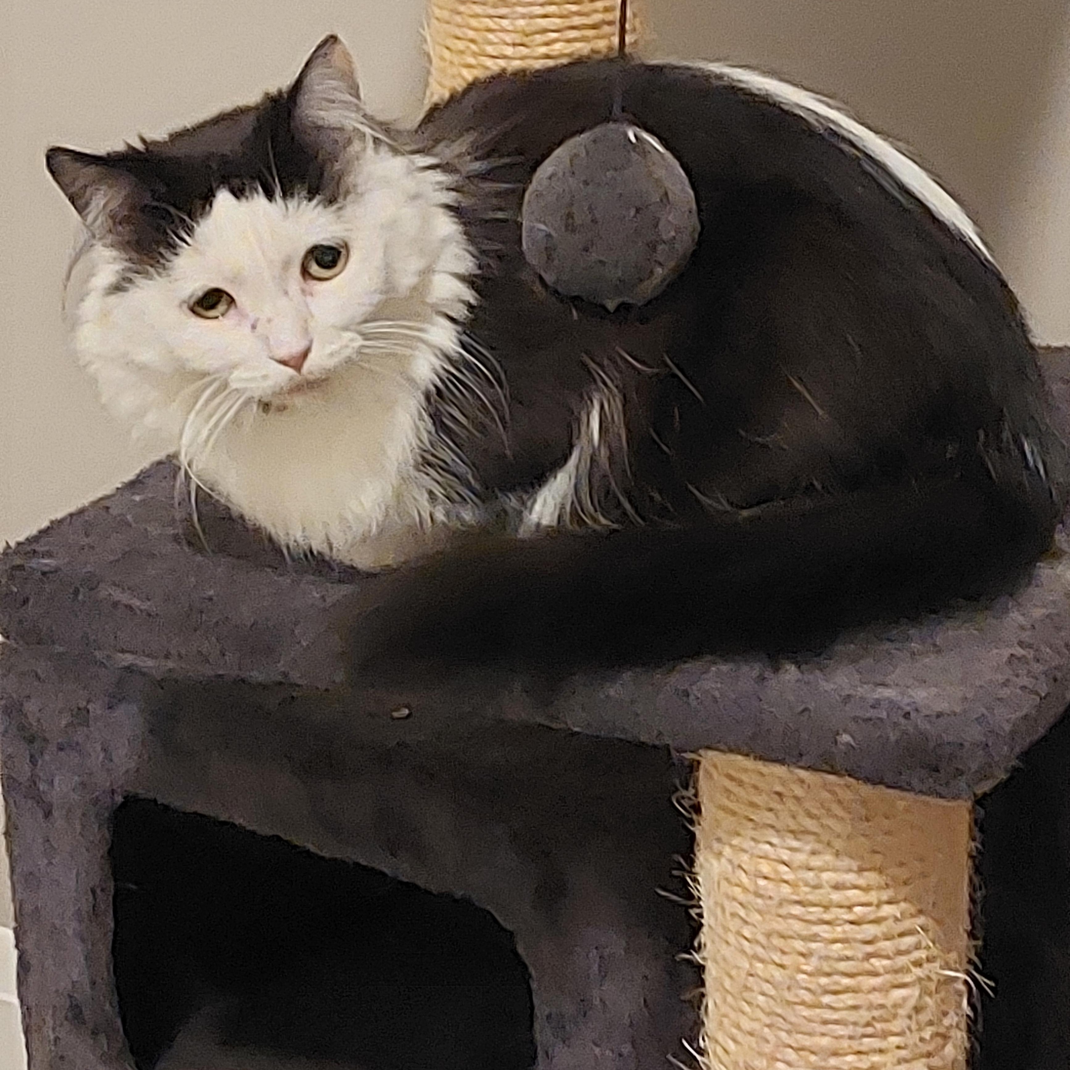 Rain, a Adoptable Domestic Long Hair in Shakespeare, ON image 3/6