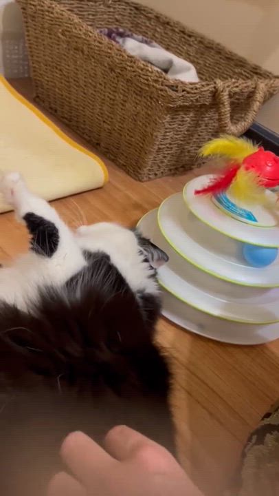 Enlarge Rain, a Adoptable Domestic Long Hair in Shakespeare, ON video 6/6