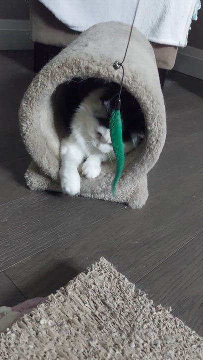 Enlarge Rain, a Adoptable Domestic Long Hair in Shakespeare, ON video 4/6