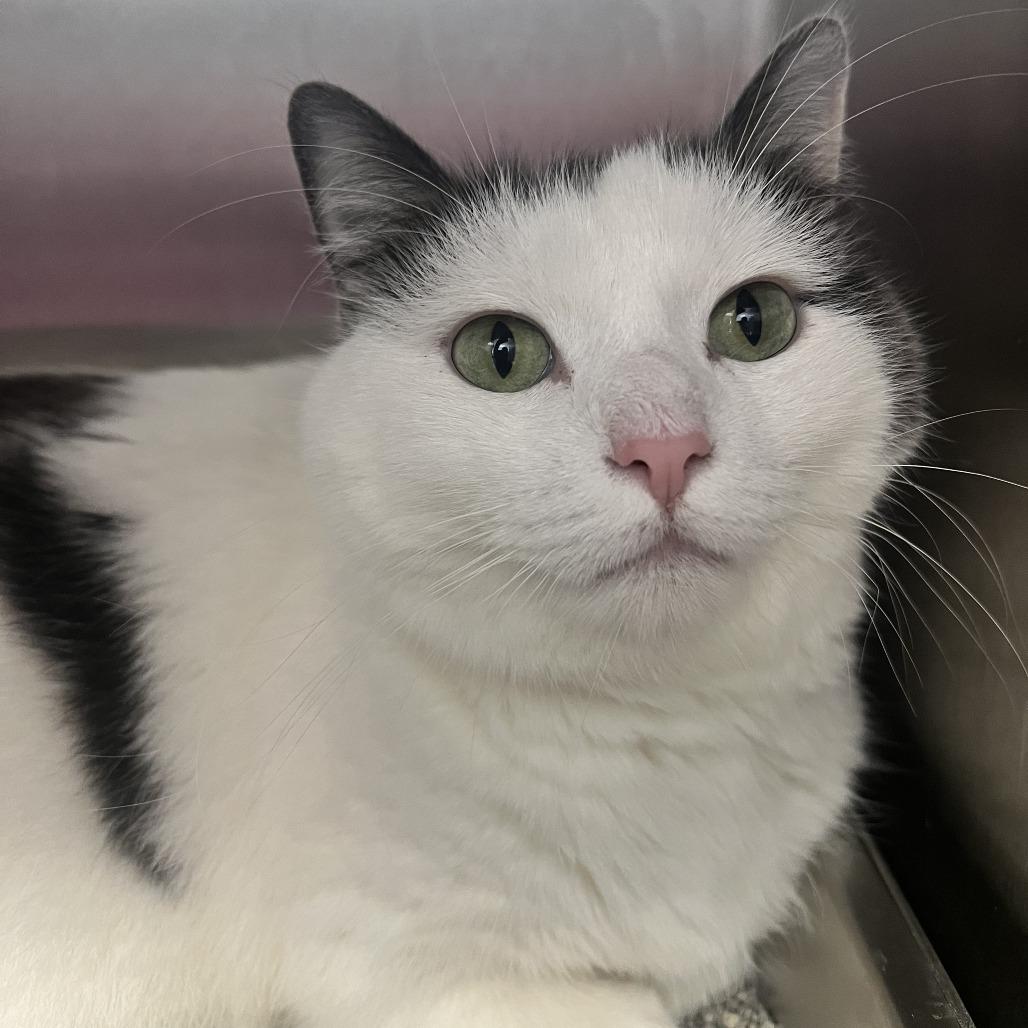 Sierra, Adoptable, Adult Female Domestic Short Hair.