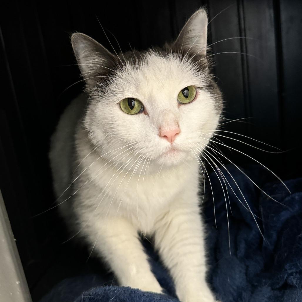 Sierra, a Adoptable Domestic Short Hair in Fort Wayne, IN image 2/2
