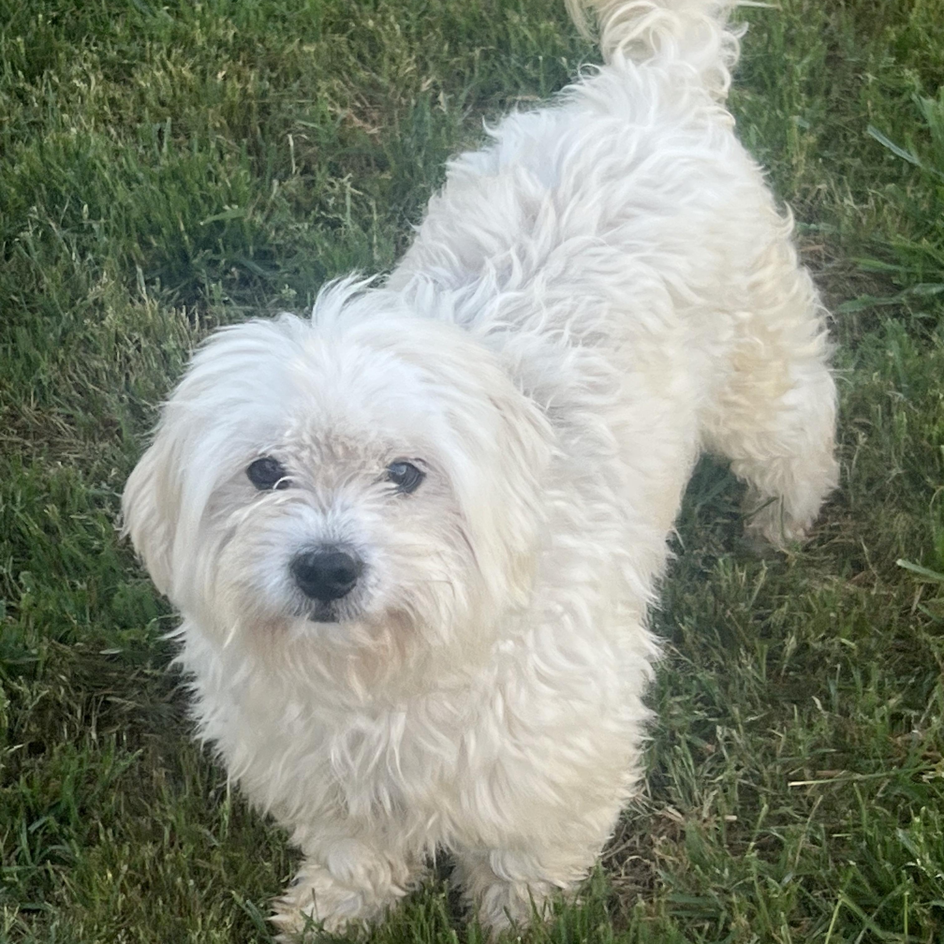 Enlarge Willie, an adoption pending Maltipoo in Perris, CA image 1/2
