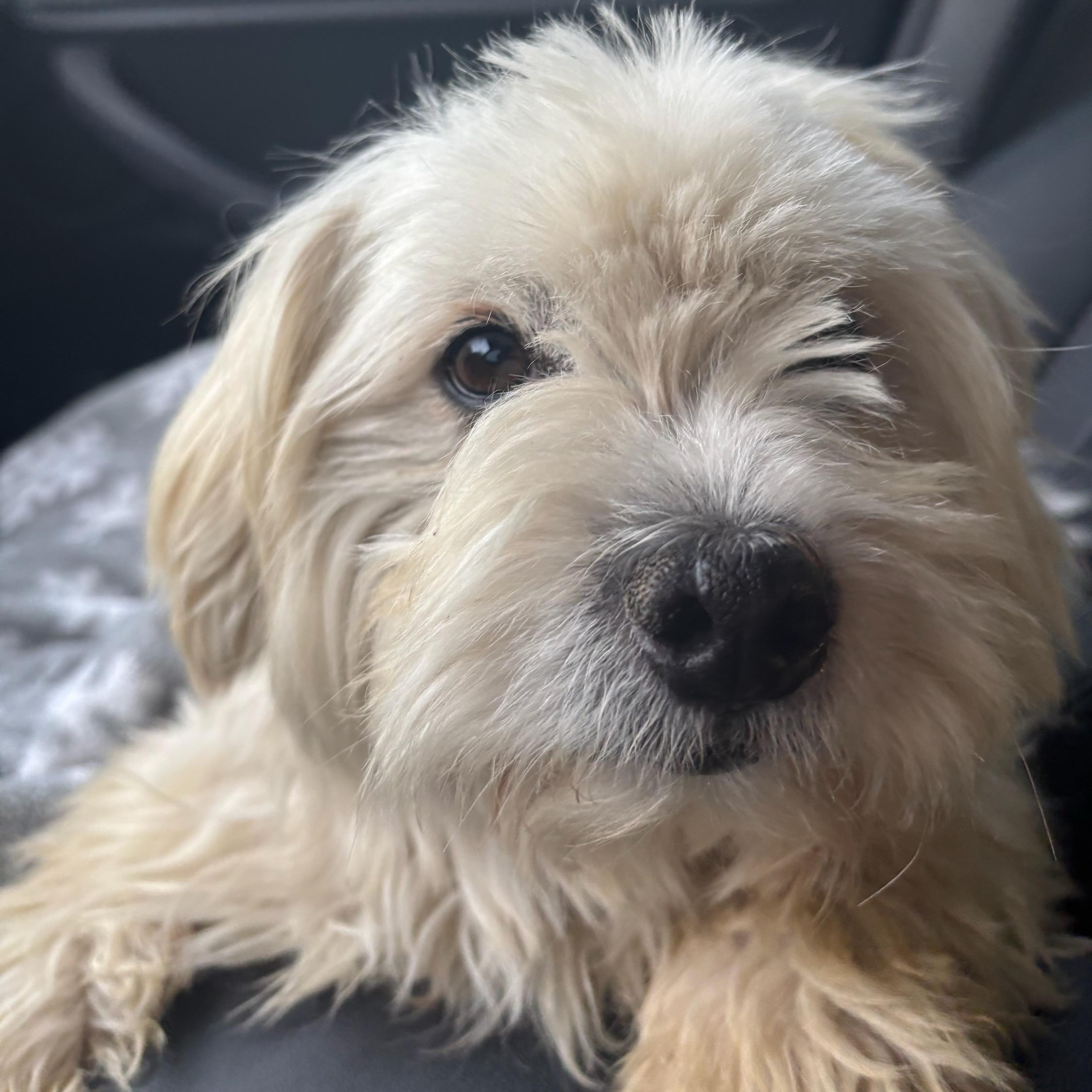 Enlarge Willie, an adoption pending Maltipoo in Perris, CA image 2/2