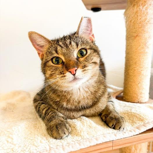 Enlarge Clarissa, a Adoptable mixed breed in St. Louis, MO image 1/6