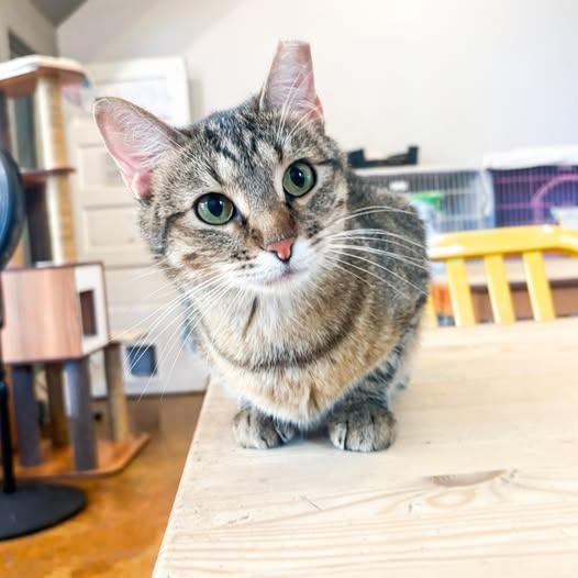 Enlarge Clarissa, a Adoptable mixed breed in St. Louis, MO image 5/6