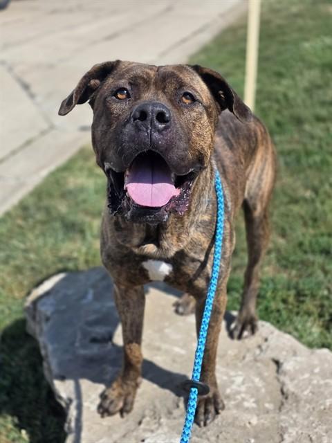 Enlarge GUCCI, a Adoptable mixed breed in Olivette, MO image 1/1