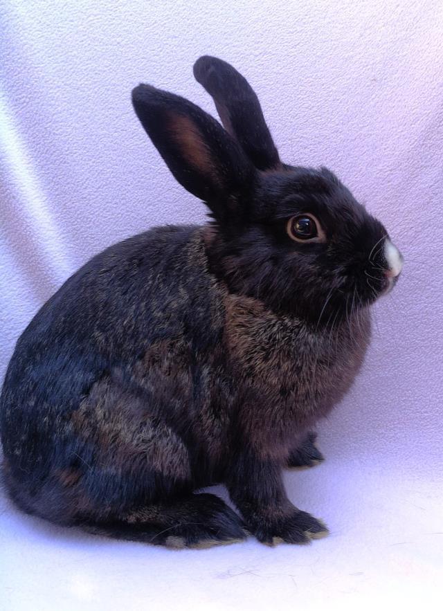 Enlarge PLUTO, a Adoptable Bunny Rabbit in Santa Barbara, CA image 1/1