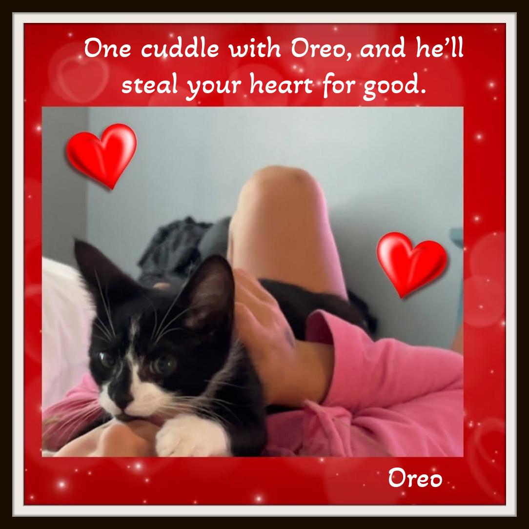 Enlarge Oreo - When life changed, they held onto each other - Urgent Home Needed, a ADOPTABLE Domestic Short Hair in Winston Salem, NC image 5/5