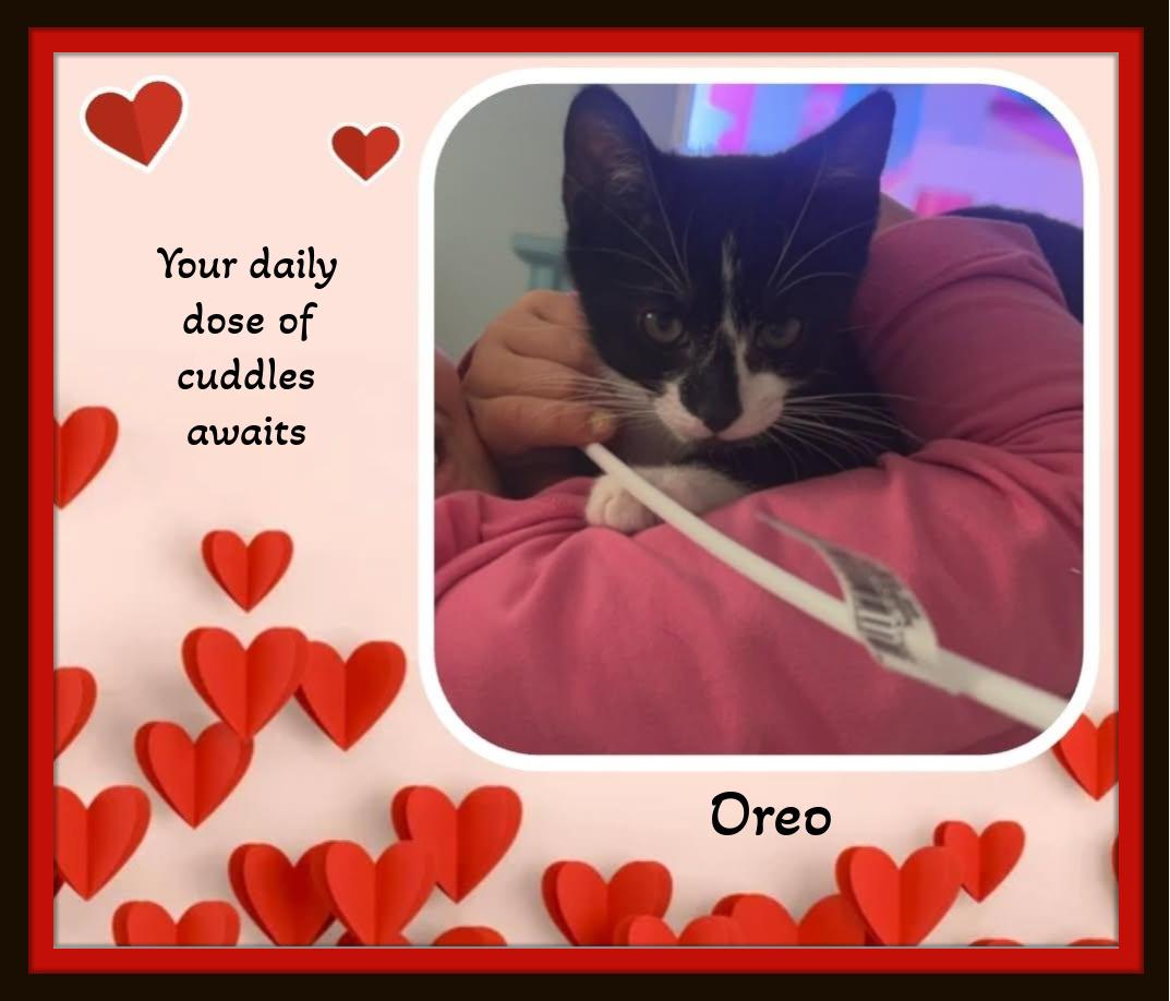 Oreo - When life changed, they held onto each other - Urgent Home Needed, ADOPTABLE, Young Male Domestic Short Hair.