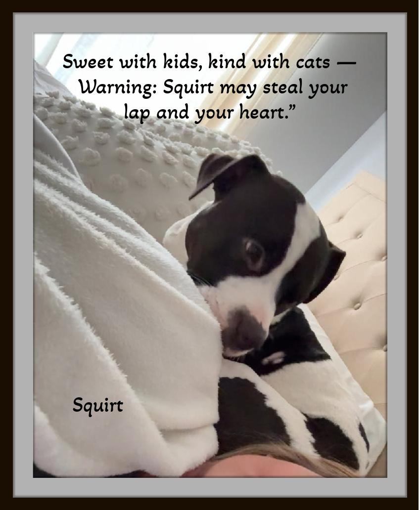 Enlarge Oreo - When life changed, they held onto each other - Urgent Home Needed, a ADOPTABLE Domestic Short Hair in Winston Salem, NC image 3/5