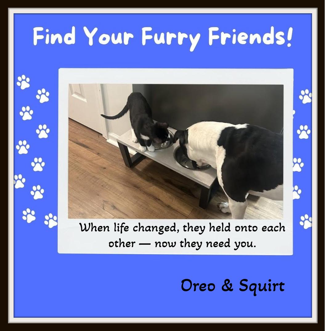 Enlarge Oreo - When life changed, they held onto each other - Urgent Home Needed, a ADOPTABLE Domestic Short Hair in Winston Salem, NC image 4/5