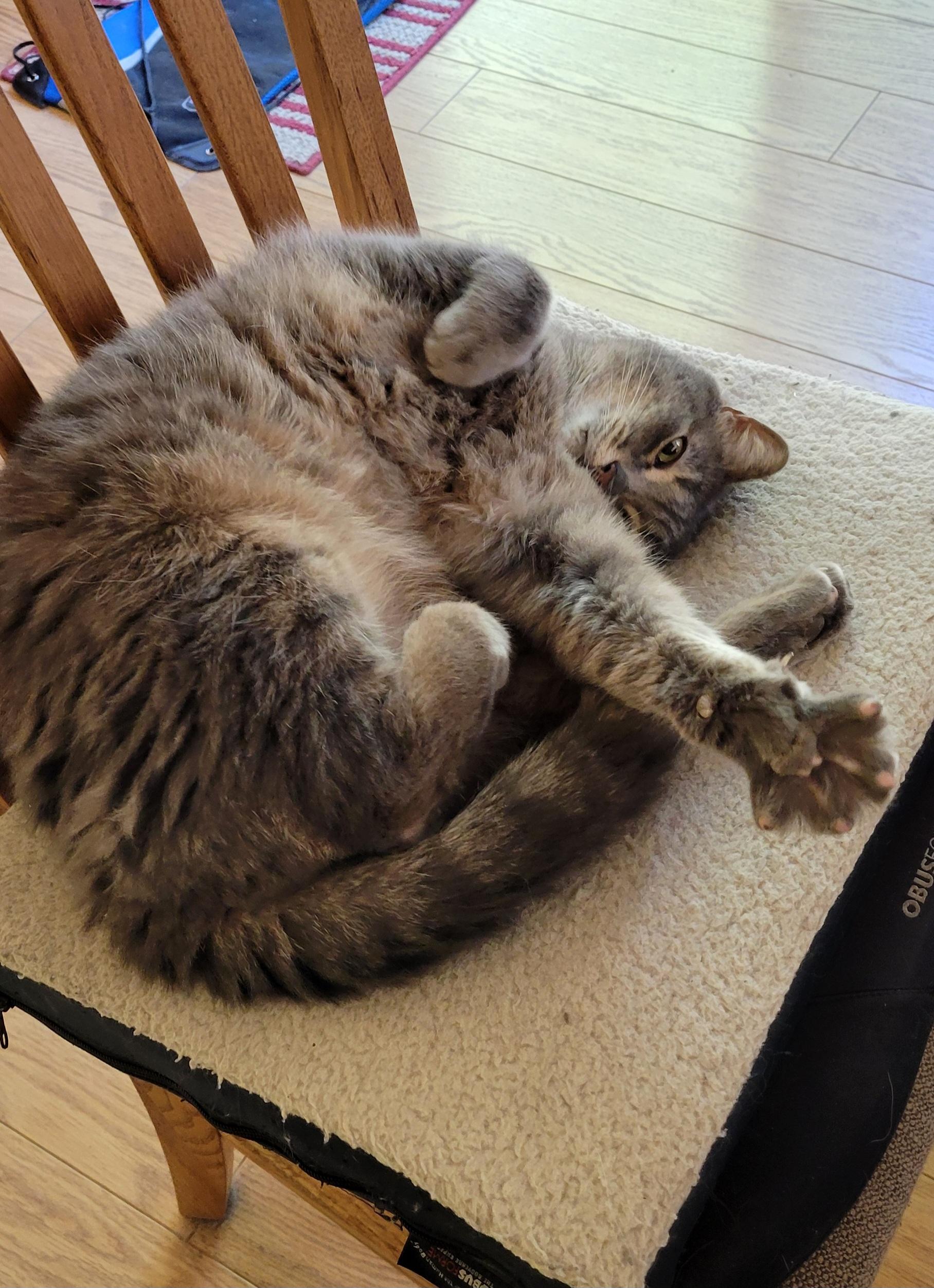 Kitty kitty, ADOPTABLE, Adult Male Domestic Short Hair.