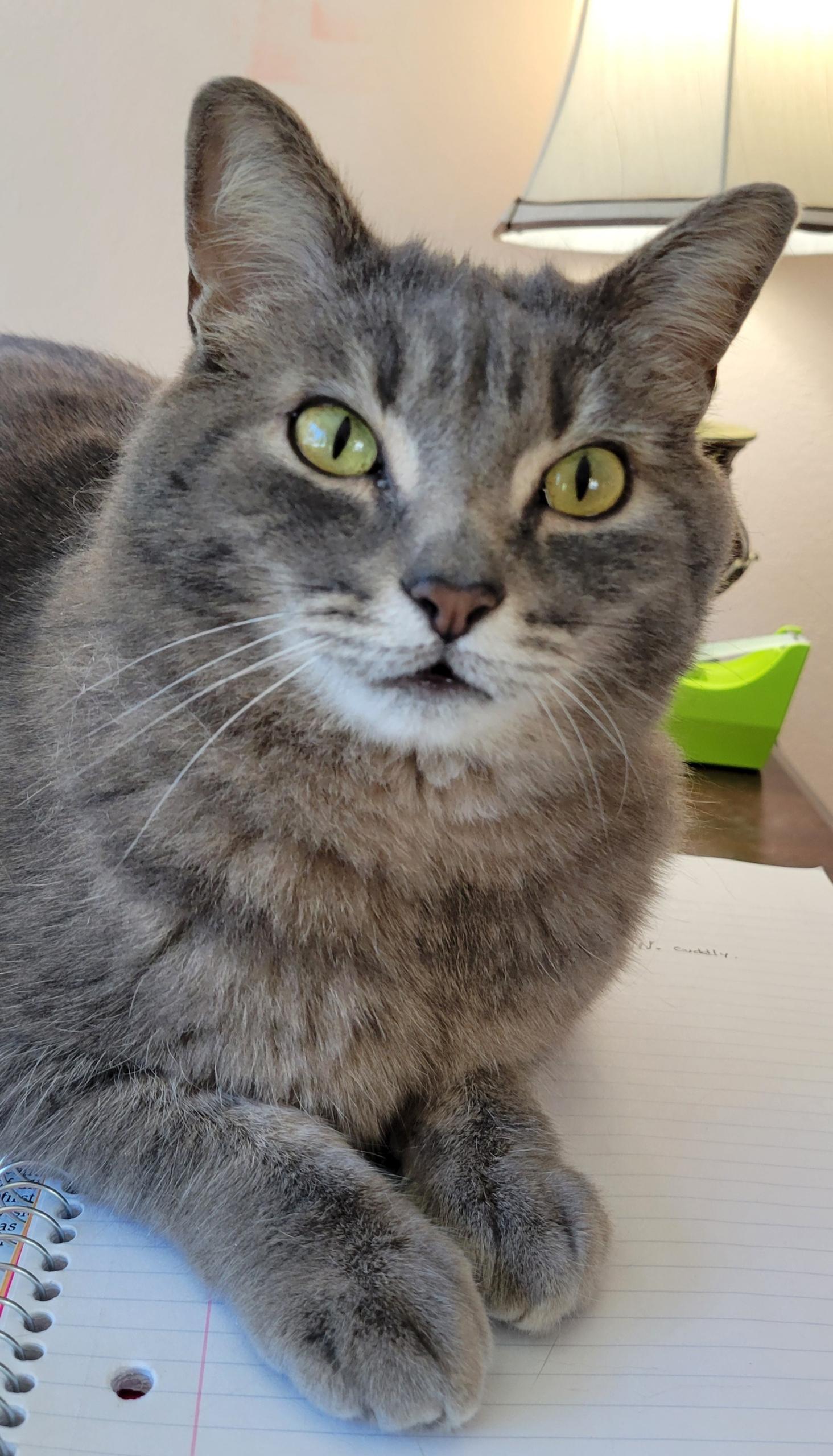Kitty kitty, a ADOPTABLE mixed breed in Fairbanks, AK image 2/2