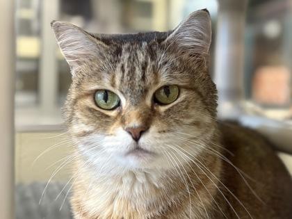 Ziggy, a Adoptable mixed breed in Virginia Beach, VA image 2/3