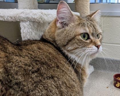 Ziggy, a Adoptable mixed breed in Virginia Beach, VA image 3/3