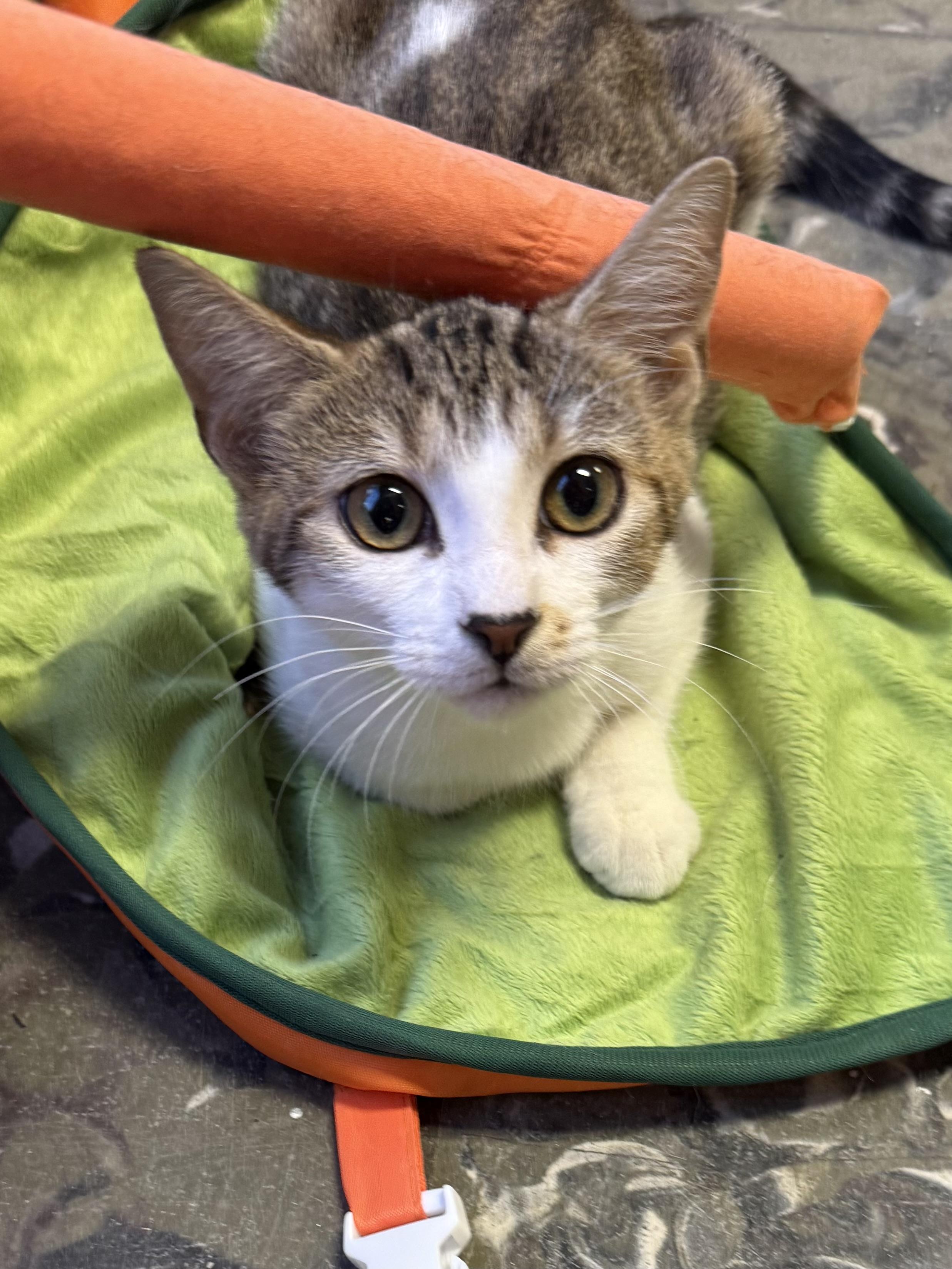 Enlarge Layaway, a Adoptable Domestic Short Hair in Hamburg, NY image 1/1