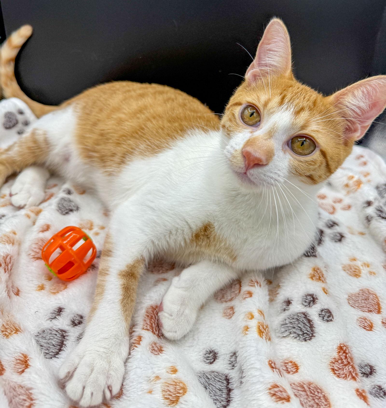 Cornelius, a Adoptable Domestic Short Hair in Lighthouse Point, FL image 1/3