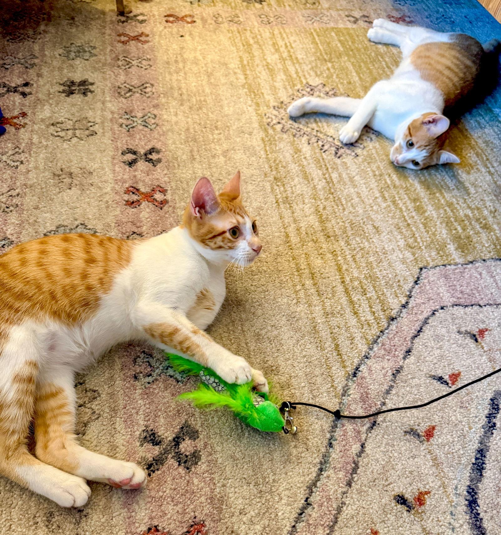 Cornelius, a Adoptable Domestic Short Hair in Lighthouse Point, FL image 2/3