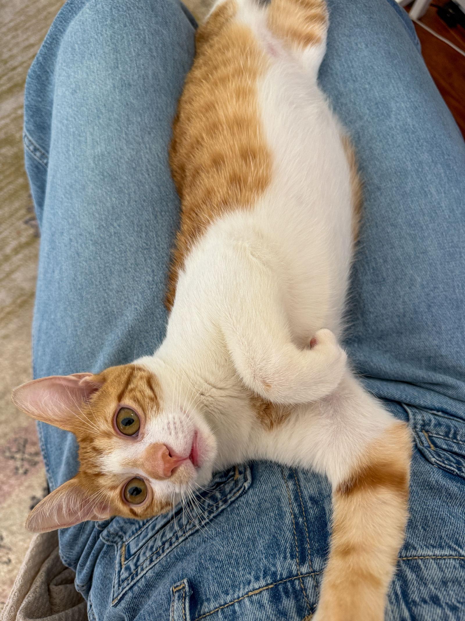 Cornelius, a Adoptable Domestic Short Hair in Lighthouse Point, FL image 3/3