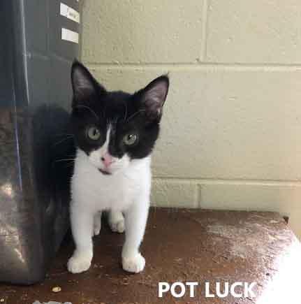 Enlarge Pot Luck, an adopted Domestic Short Hair in Washington, GA image 1/1