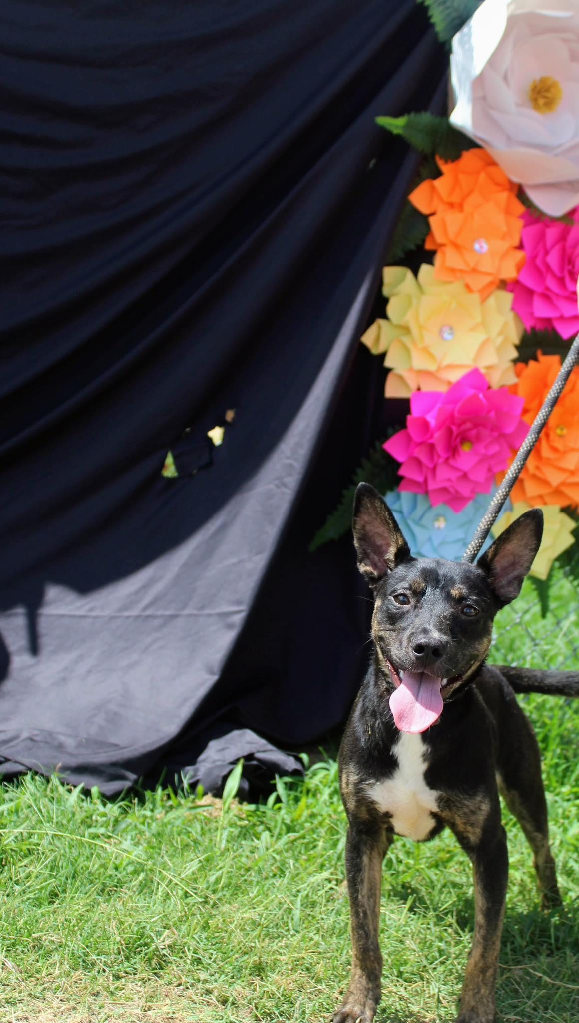 Molly, Young Female Terrier