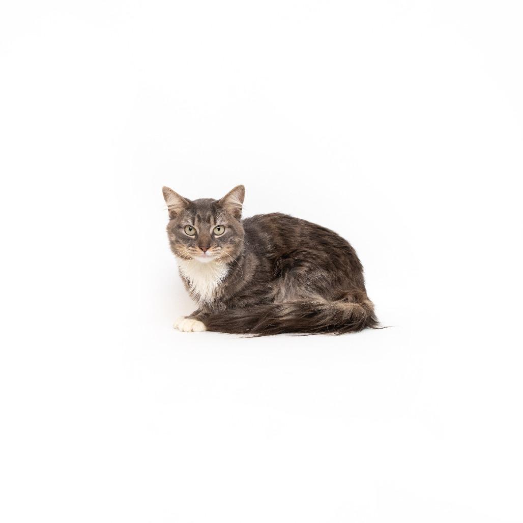 Enlarge Winston, a Adoptable Domestic Short Hair in Playa Vista, CA image 1/1