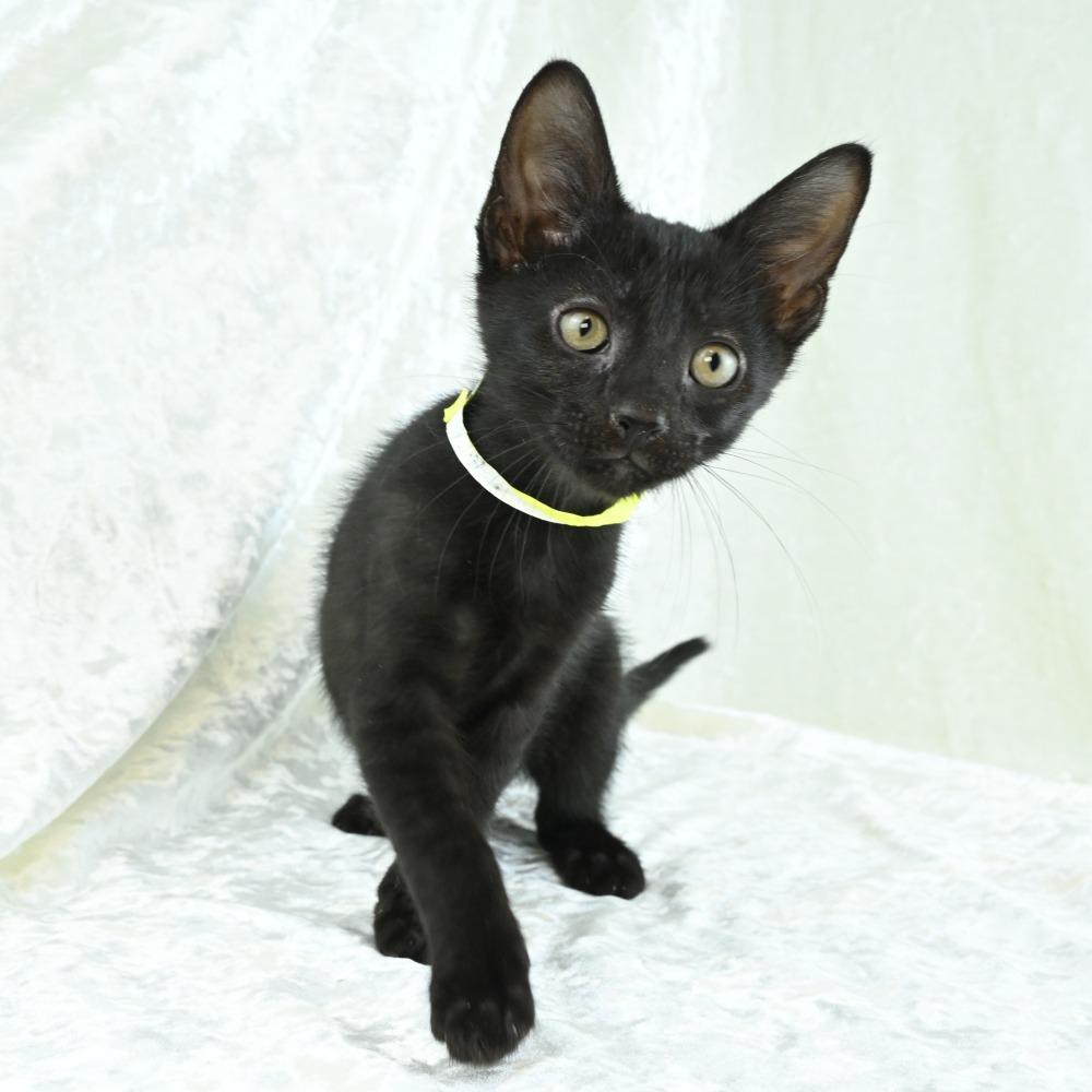 Kona, Adoptable, Kitten Male Domestic Short Hair.