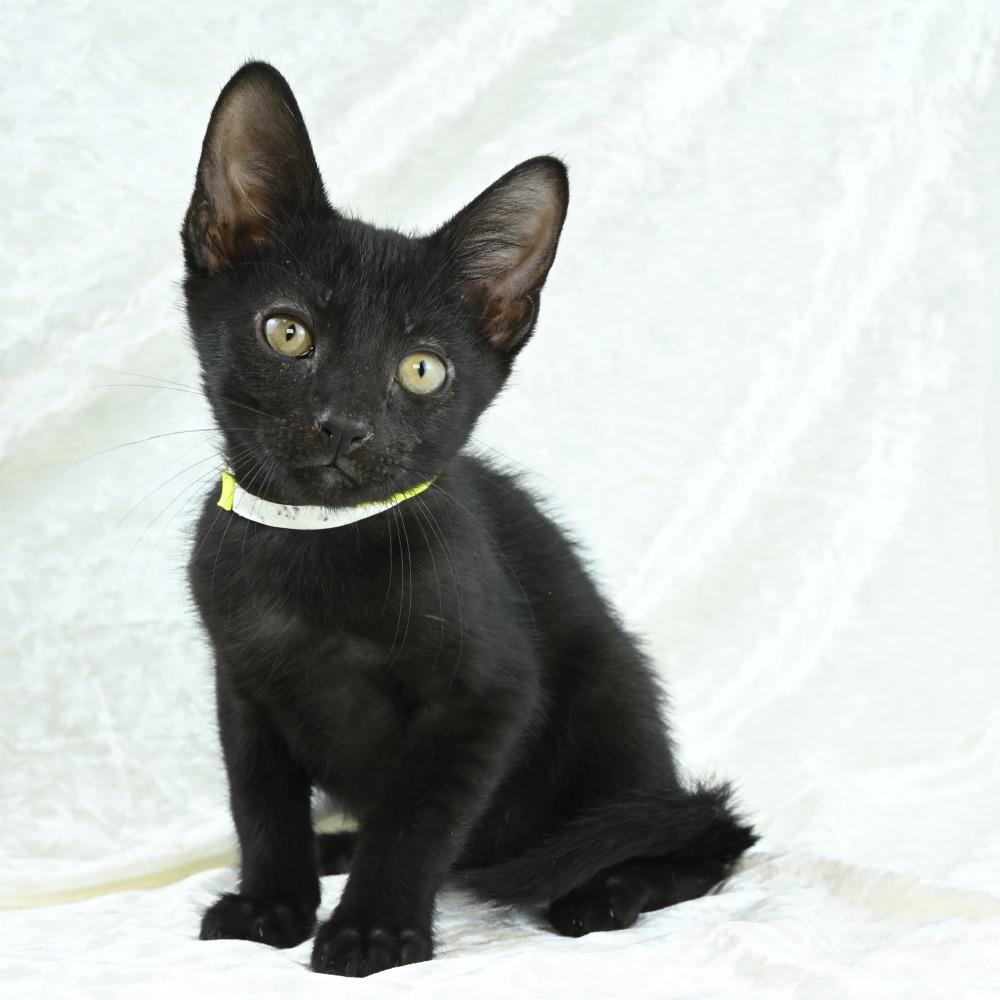 Kona, a Adoptable Domestic Short Hair in Mobile, AL image 2/6