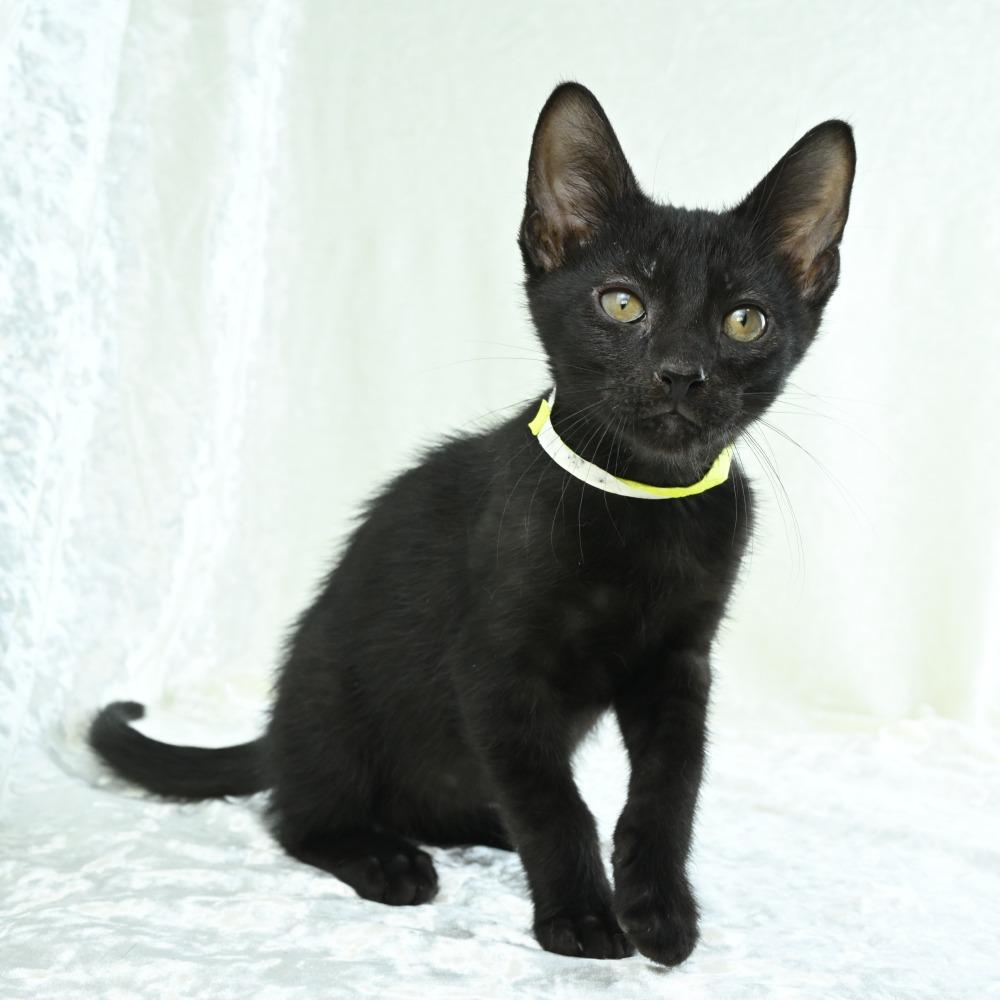 Kona, a Adoptable Domestic Short Hair in Mobile, AL image 3/6