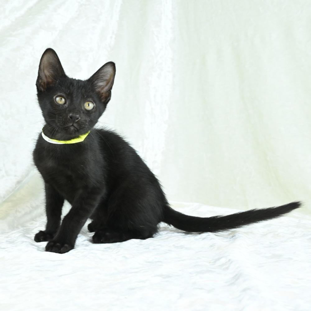 Kona, a Adoptable Domestic Short Hair in Mobile, AL image 4/6