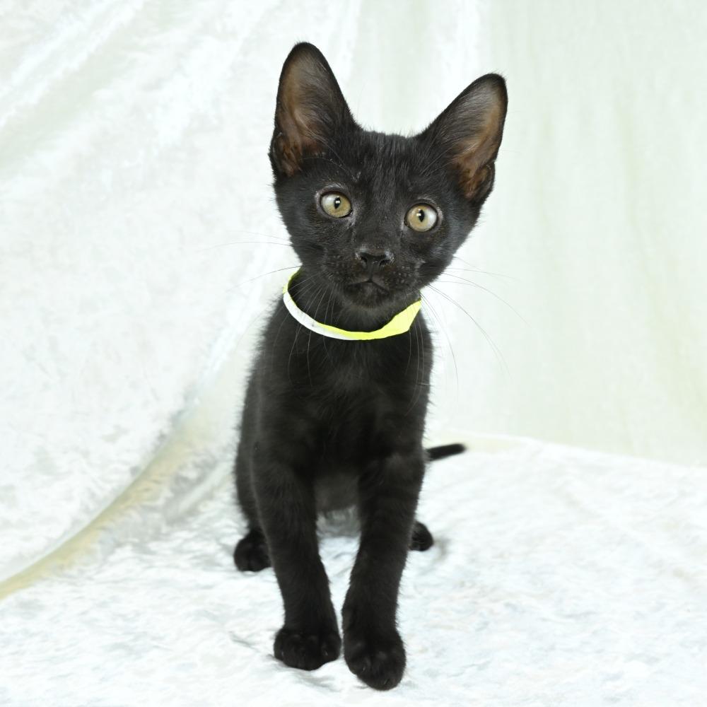 Kona, a Adoptable Domestic Short Hair in Mobile, AL image 5/6