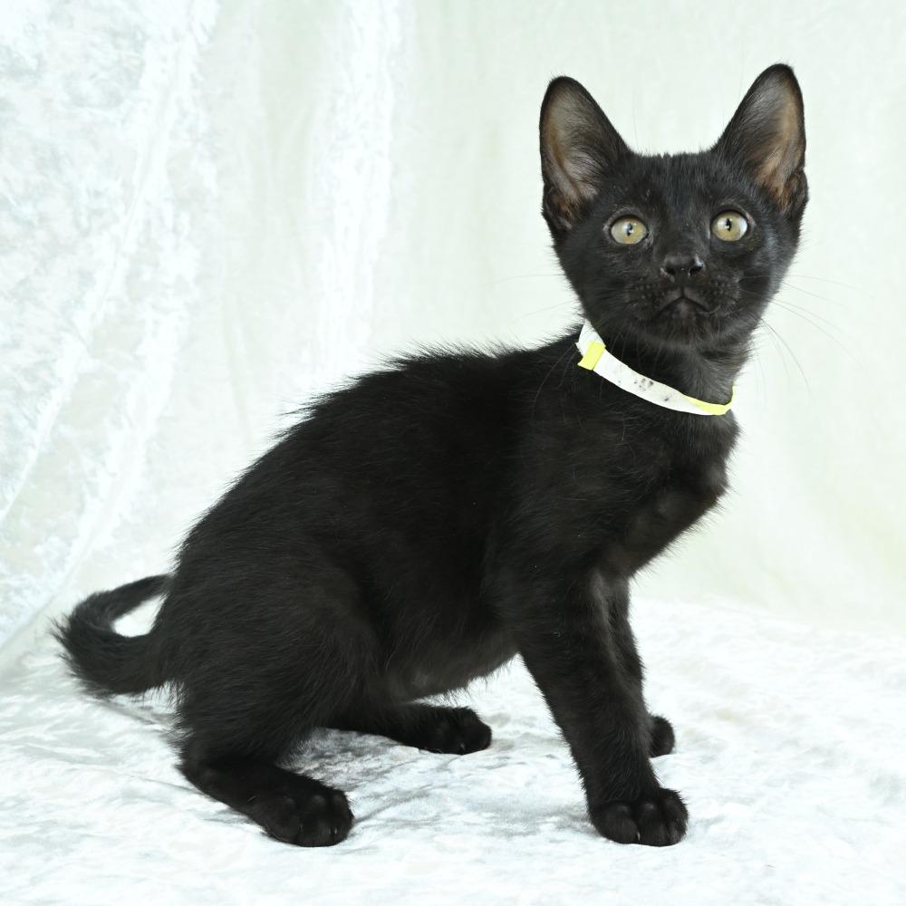 Kona, a Adoptable Domestic Short Hair in Mobile, AL image 6/6