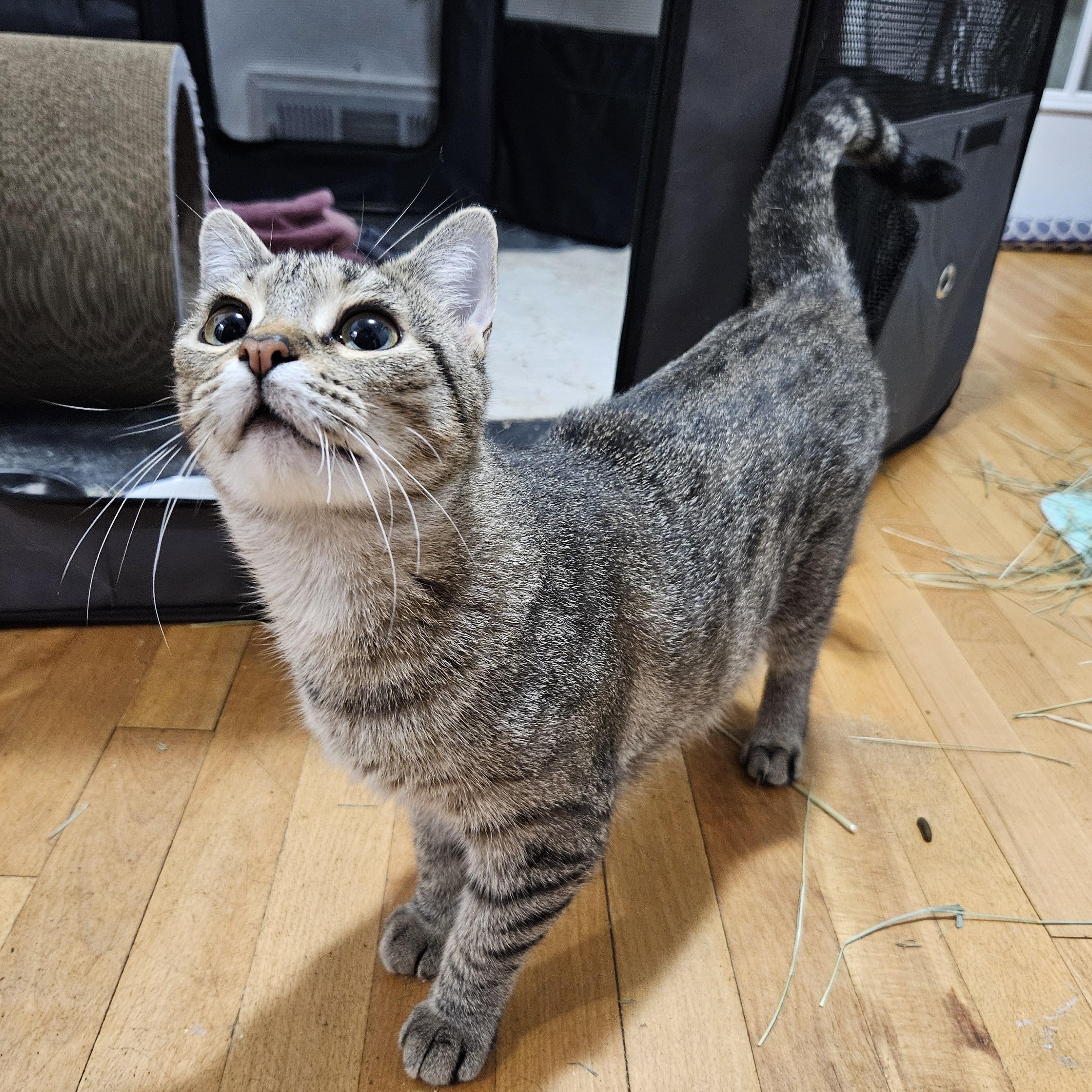 Whimbrel, a ADOPTABLE Domestic Short Hair in Medfield, MA image 3/4